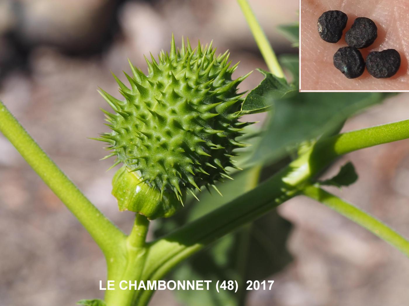 Thorn Apple fruit